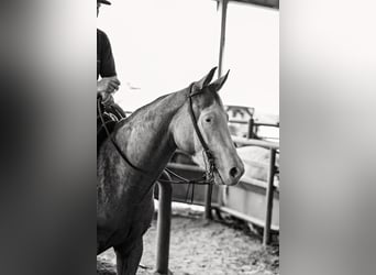 American Quarter Horse, Merrie, 4 Jaar, 145 cm, Buckskin