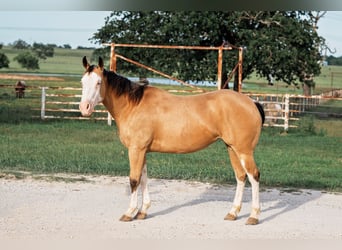 American Quarter Horse, Merrie, 4 Jaar, 145 cm, Buckskin