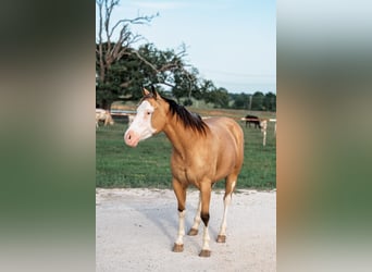 American Quarter Horse, Merrie, 4 Jaar, 145 cm, Buckskin