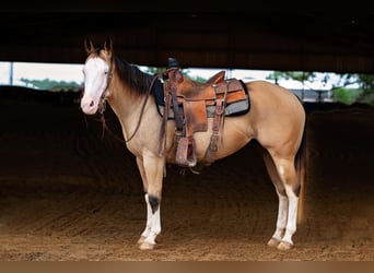 American Quarter Horse, Merrie, 4 Jaar, 145 cm, Buckskin