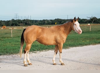 American Quarter Horse, Merrie, 4 Jaar, 145 cm, Buckskin