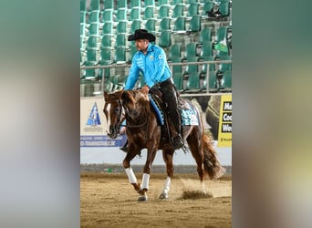 American Quarter Horse, Merrie, 4 Jaar, 145 cm, Donkere-vos