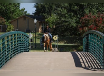 American Quarter Horse, Merrie, 4 Jaar, 145 cm, Palomino