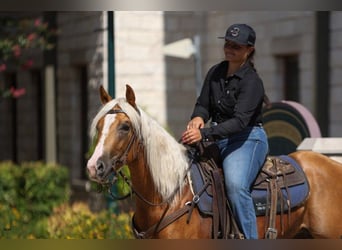 American Quarter Horse, Merrie, 4 Jaar, 145 cm, Palomino