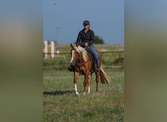 American Quarter Horse, Merrie, 4 Jaar, 145 cm, Palomino