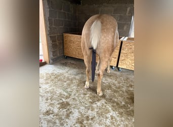 American Quarter Horse, Merrie, 4 Jaar, 145 cm, Palomino