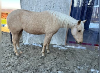 American Quarter Horse, Merrie, 4 Jaar, 145 cm, Palomino