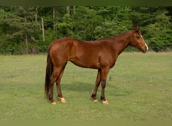 American Quarter Horse, Merrie, 4 Jaar, 145 cm, Roodbruin