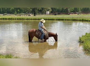 American Quarter Horse, Merrie, 4 Jaar, 145 cm, Roodbruin