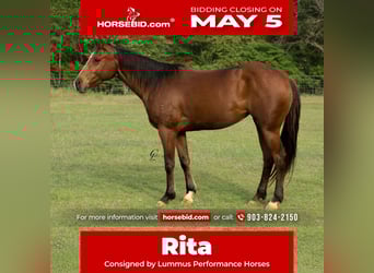 American Quarter Horse, Merrie, 4 Jaar, 145 cm, Roodbruin