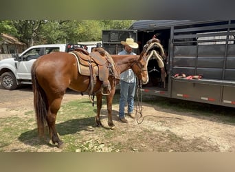 American Quarter Horse, Merrie, 4 Jaar, 145 cm, Roodbruin