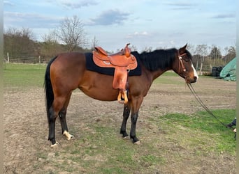 American Quarter Horse, Merrie, 4 Jaar, 145 cm, Roodbruin