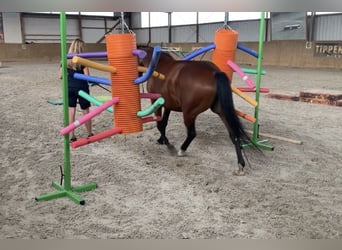 American Quarter Horse, Merrie, 4 Jaar, 145 cm, Roodbruin