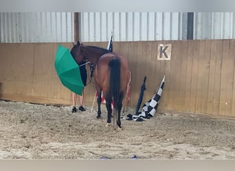 American Quarter Horse, Merrie, 4 Jaar, 145 cm, Roodbruin