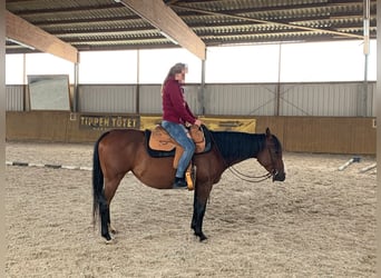 American Quarter Horse, Merrie, 4 Jaar, 145 cm, Roodbruin