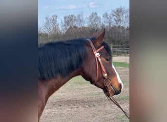 American Quarter Horse, Merrie, 4 Jaar, 145 cm, Roodbruin