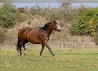 American Quarter Horse, Merrie, 4 Jaar, 145 cm, Roodbruin