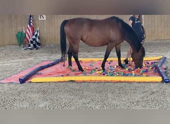 American Quarter Horse, Merrie, 4 Jaar, 145 cm, Roodbruin