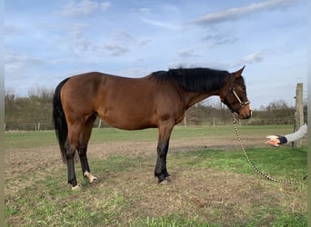 American Quarter Horse, Merrie, 4 Jaar, 145 cm, Roodbruin