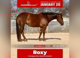 American Quarter Horse, Merrie, 4 Jaar, 145 cm, Roodvos