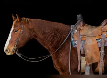American Quarter Horse, Merrie, 4 Jaar, 145 cm, Roodvos