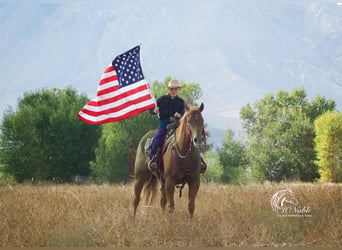 American Quarter Horse, Merrie, 4 Jaar, 145 cm, Roodvos