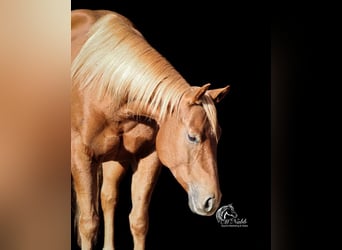 American Quarter Horse, Merrie, 4 Jaar, 145 cm, Roodvos
