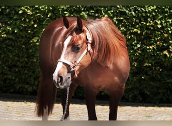 American Quarter Horse, Merrie, 4 Jaar, 145 cm, Vos