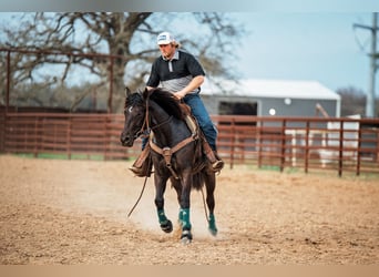 American Quarter Horse, Merrie, 4 Jaar, 145 cm, Zwart