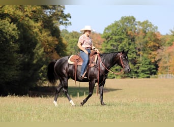 American Quarter Horse, Merrie, 4 Jaar, 145 cm, Zwart