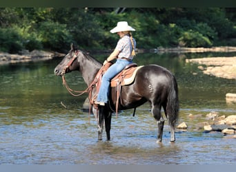 American Quarter Horse, Merrie, 4 Jaar, 145 cm, Zwart