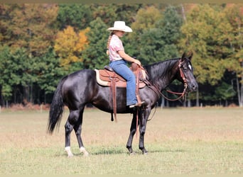American Quarter Horse, Merrie, 4 Jaar, 145 cm, Zwart