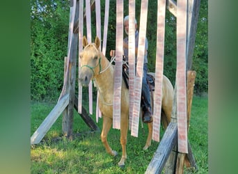 American Quarter Horse, Merrie, 4 Jaar, 146 cm, Palomino