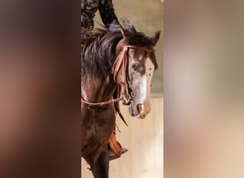 American Quarter Horse, Merrie, 4 Jaar, 146 cm