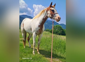 American Quarter Horse Mix, Merrie, 4 Jaar, 146 cm