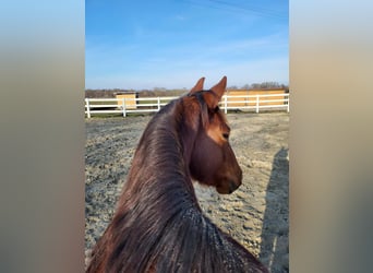 American Quarter Horse, Merrie, 4 Jaar, 146 cm, Vos