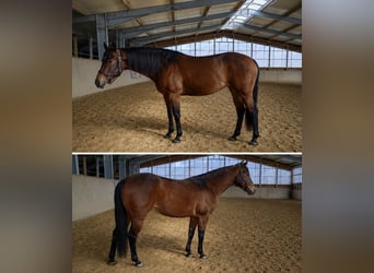 American Quarter Horse, Merrie, 4 Jaar, 147 cm, Bruin
