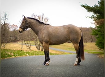 American Quarter Horse, Merrie, 4 Jaar, 147 cm, Buckskin