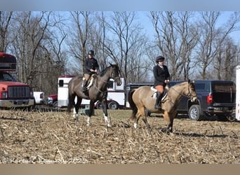 American Quarter Horse, Merrie, 4 Jaar, 147 cm, Buckskin