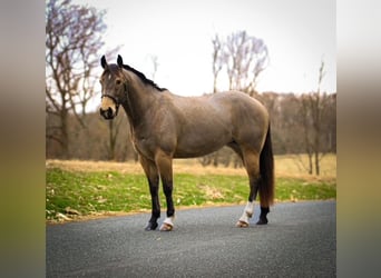 American Quarter Horse, Merrie, 4 Jaar, 147 cm, Buckskin