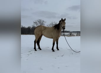 American Quarter Horse, Merrie, 4 Jaar, 147 cm, Buckskin