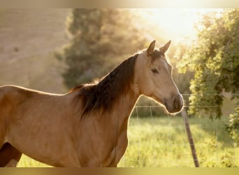 American Quarter Horse, Merrie, 4 Jaar, 147 cm, Buckskin