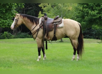 American Quarter Horse Mix, Merrie, 4 Jaar, 147 cm, Buckskin