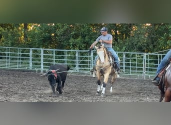 American Quarter Horse Mix, Merrie, 4 Jaar, 147 cm, Buckskin