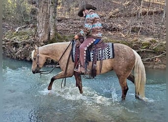 American Quarter Horse, Merrie, 4 Jaar, 147 cm, Palomino