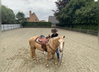 American Quarter Horse, Stute, 4 Jahre, 147 cm, Palomino