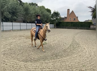 American Quarter Horse, Stute, 4 Jahre, 147 cm, Palomino