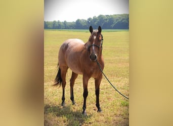 American Quarter Horse, Merrie, 4 Jaar, 147 cm, Roan-Bay