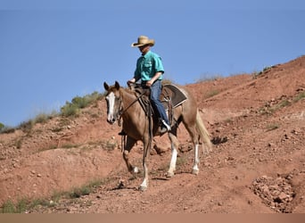 American Quarter Horse, Merrie, 4 Jaar, 147 cm, Roan-Red