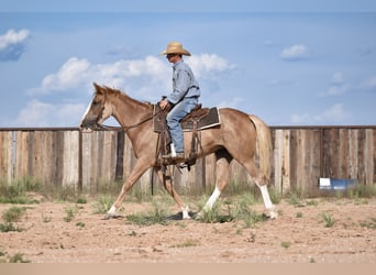 American Quarter Horse, Merrie, 4 Jaar, 147 cm, Roan-Red